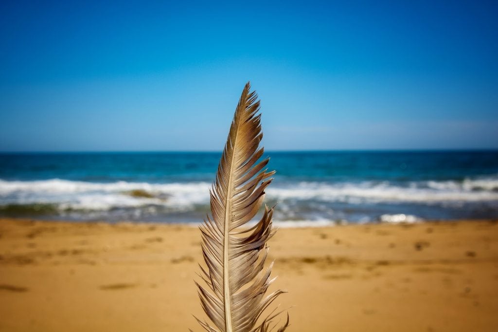 feather g3d8461cfe 1920