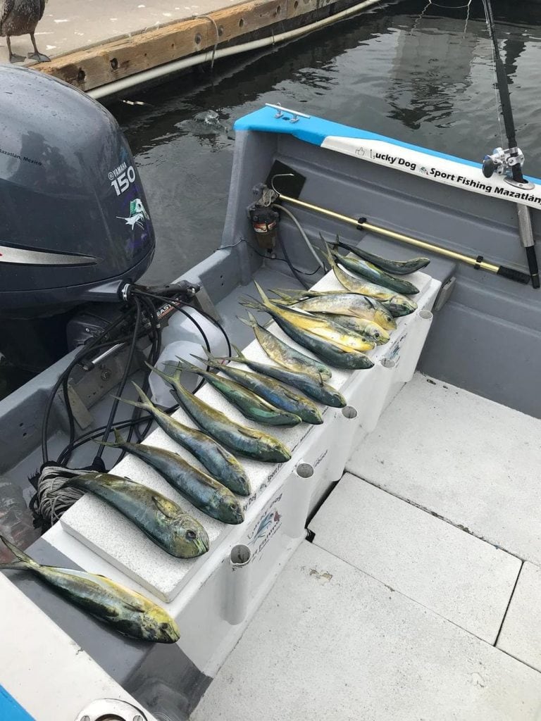 fb660cfc ff29 49ba bb0b 65cd1193c9c8