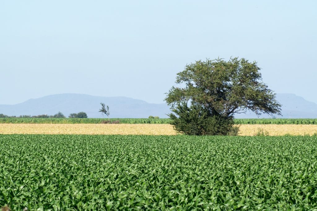 sinaloa g7801bfa20 1920