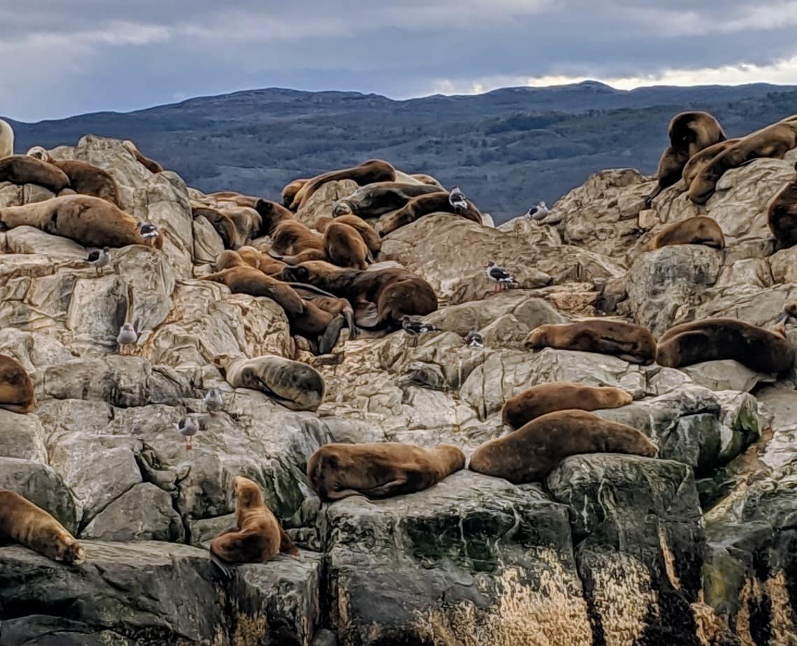 Seal Island Ushuaia