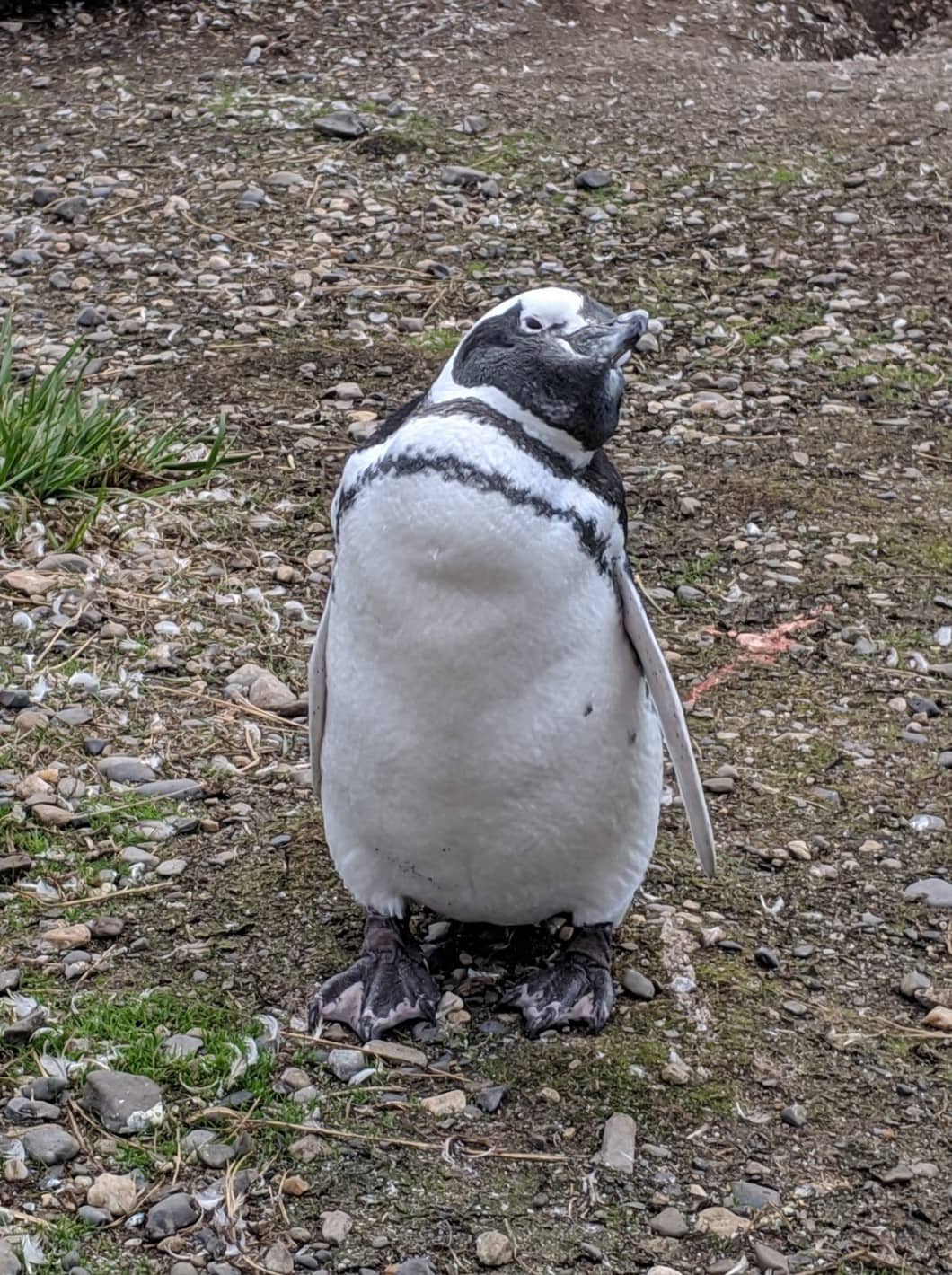 Ushuaia penguins