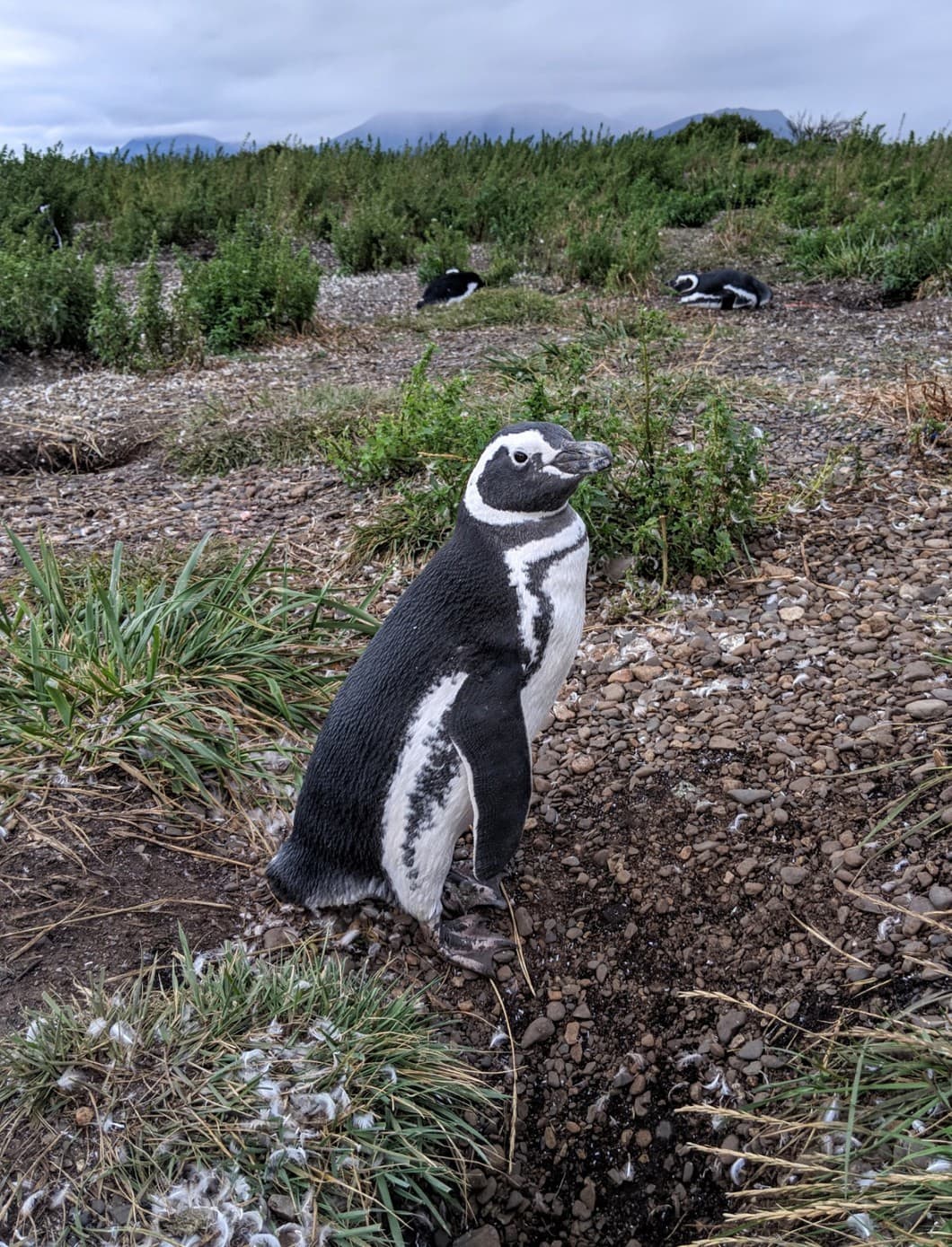Penguins Ushuaia Argentina