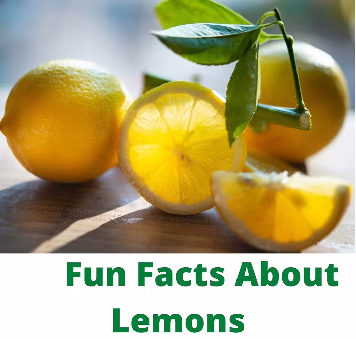 Fun Fact About Limon