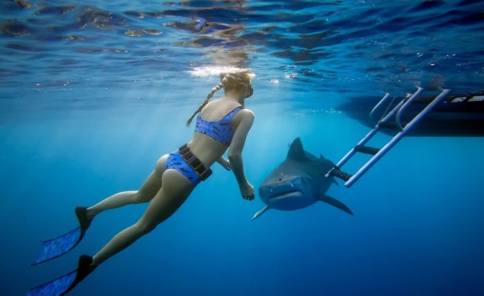 Benefits of Hawaii Shark Encounter Tours Screenshot 127