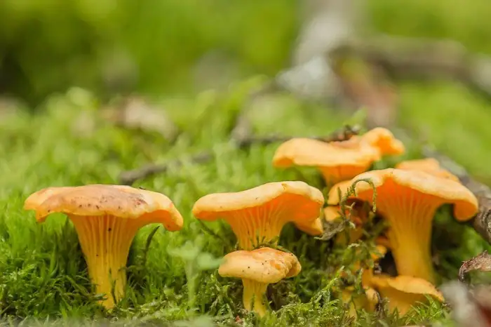 Seta: The Common Mushroom
